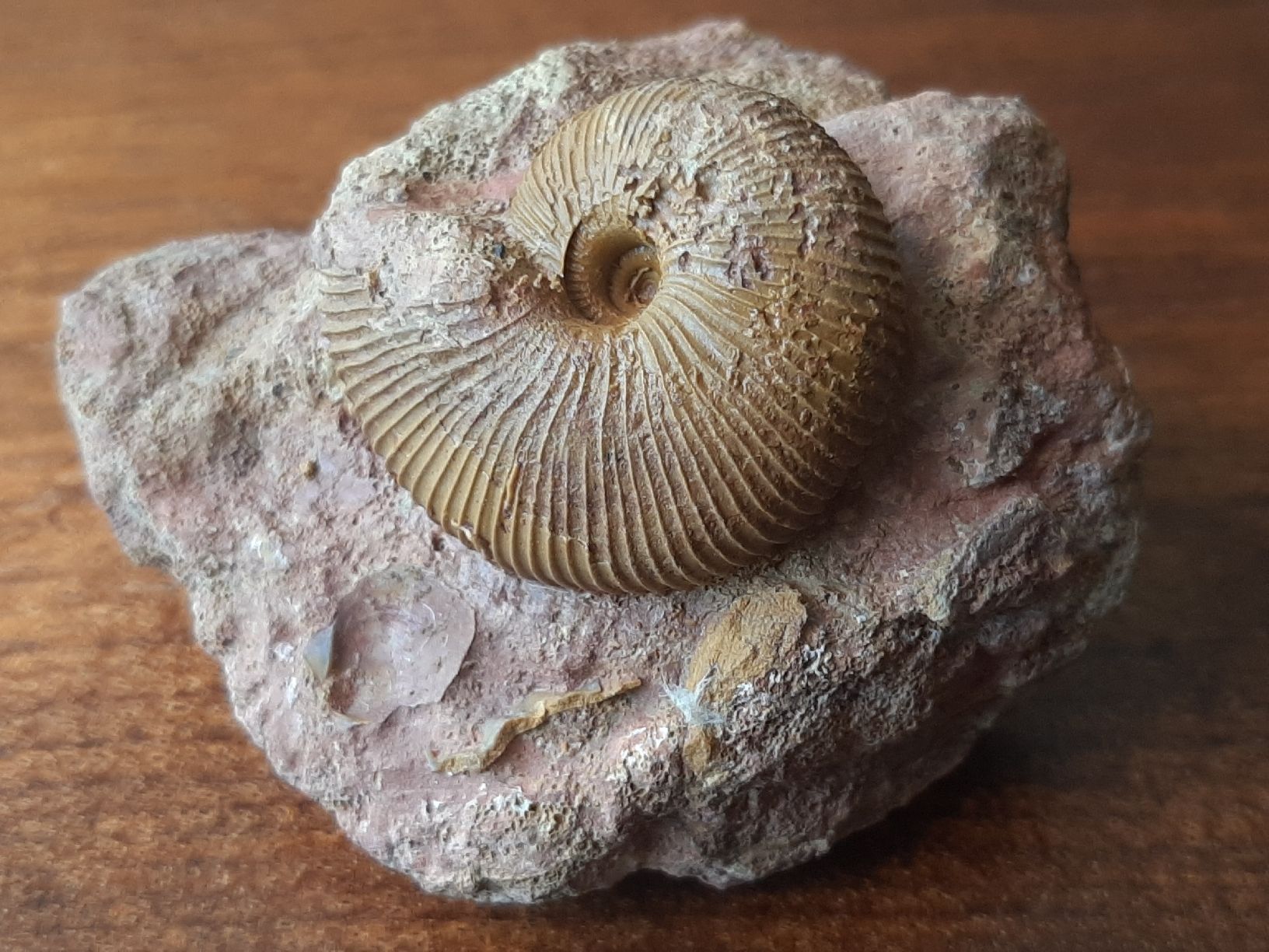 Fossilien: Ammonit auf Matrix aus Anwil BL – Gebraucht aus Rickenbach BL von Oktober68 1