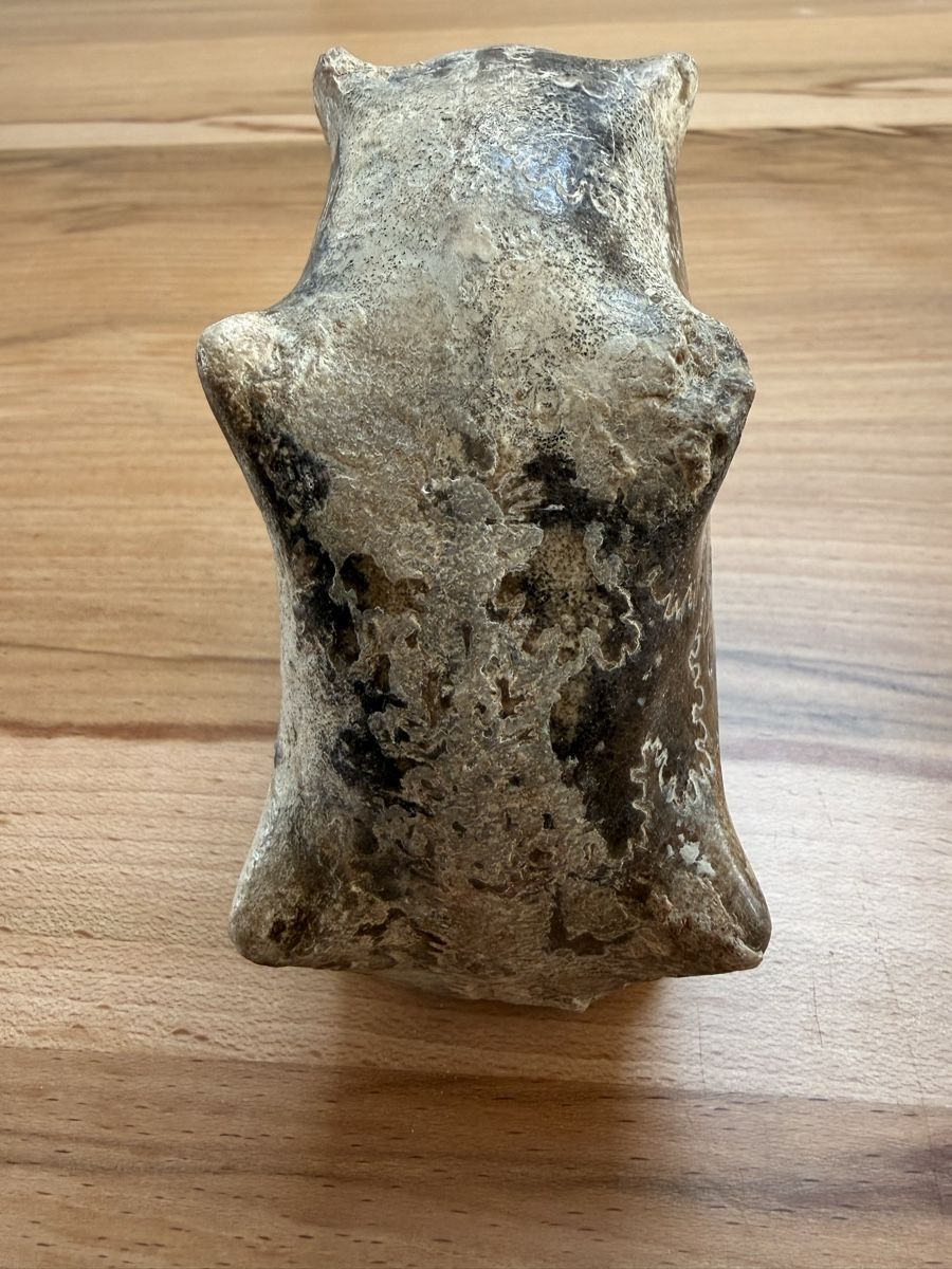 Fossili: Versteinerter Ammonit – Usato da Grenchen venduto da Bastet007 3