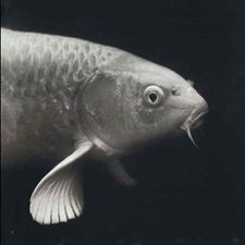 Profile image of cENS0R