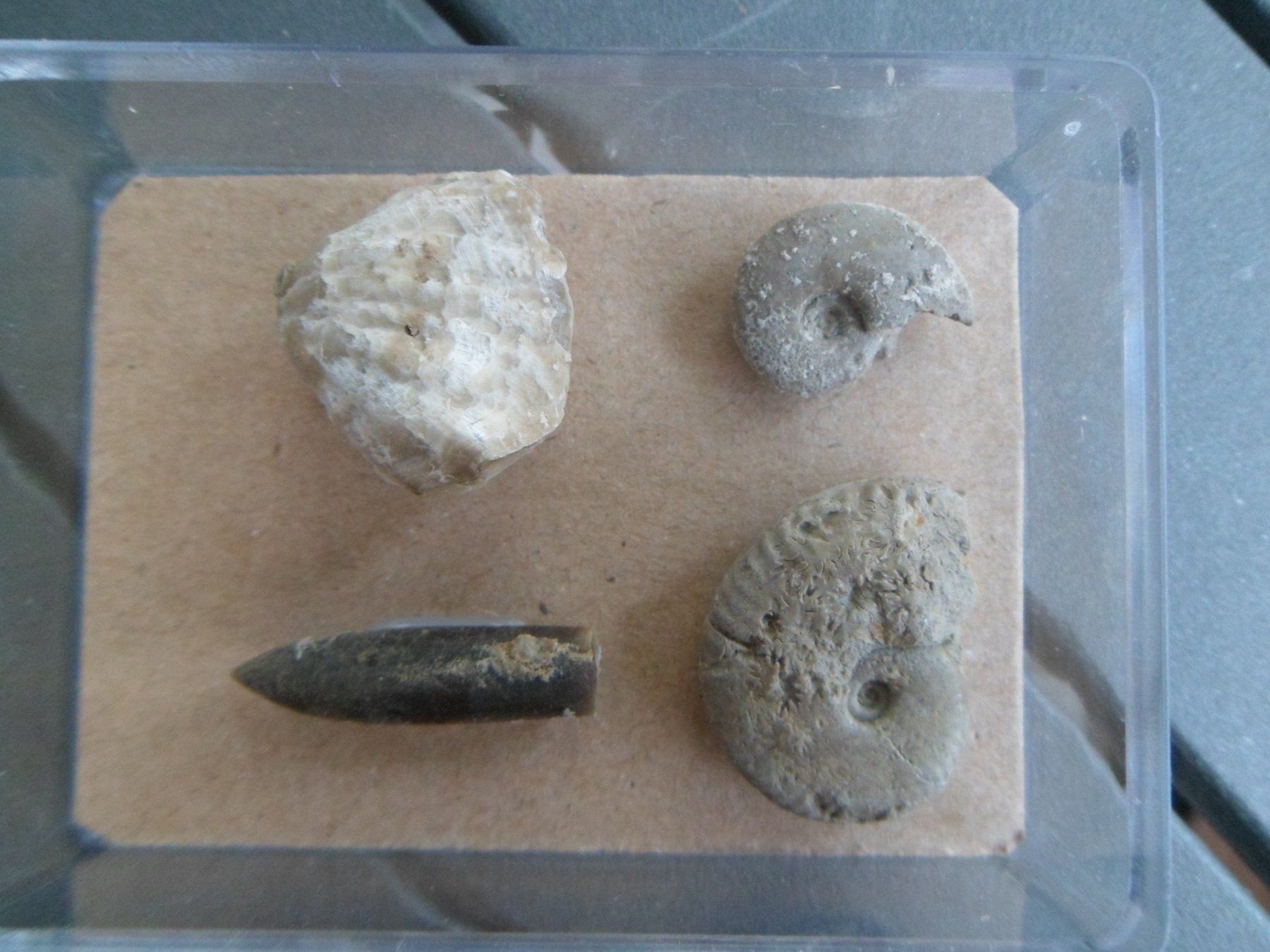 Fossili: Fossilien Schweiz – Usato da Affoltern am Albis venduto da Fossil60 6