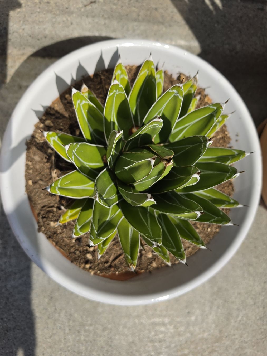 Pflanzen & Samen: Agave – Gebraucht aus Jegenstorf von matrix2012 1