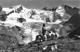 Schafhirt bei Grächen