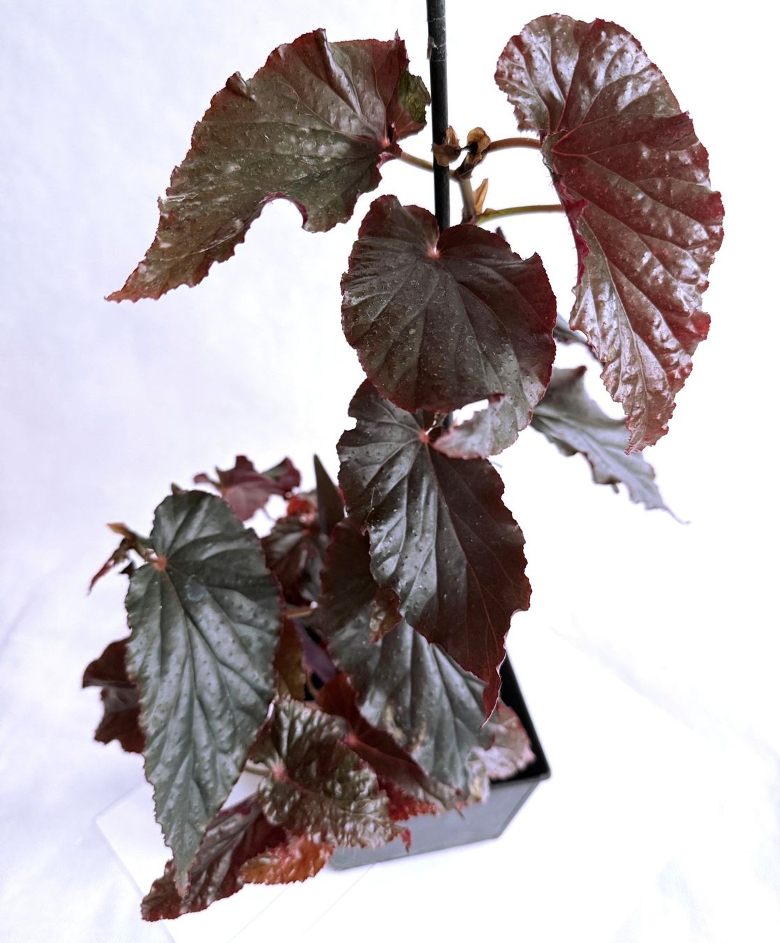 Piante & sementi: Begonia Black Magic***** – Nuovo (secondo la descrizione) da Dübendorf venduto da Orchid18 3
