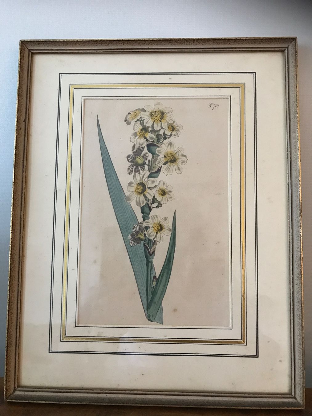 Foto & Immagini: Bild Blume botanischer Druck – Usato da Rapperswil SG venduto da cosiba01