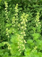 SALE Schaumblüte aus 18 cm Topf Bodendecker Gartenpflanze