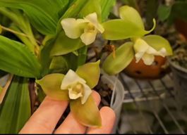 Orchidee Lycaste luminosa