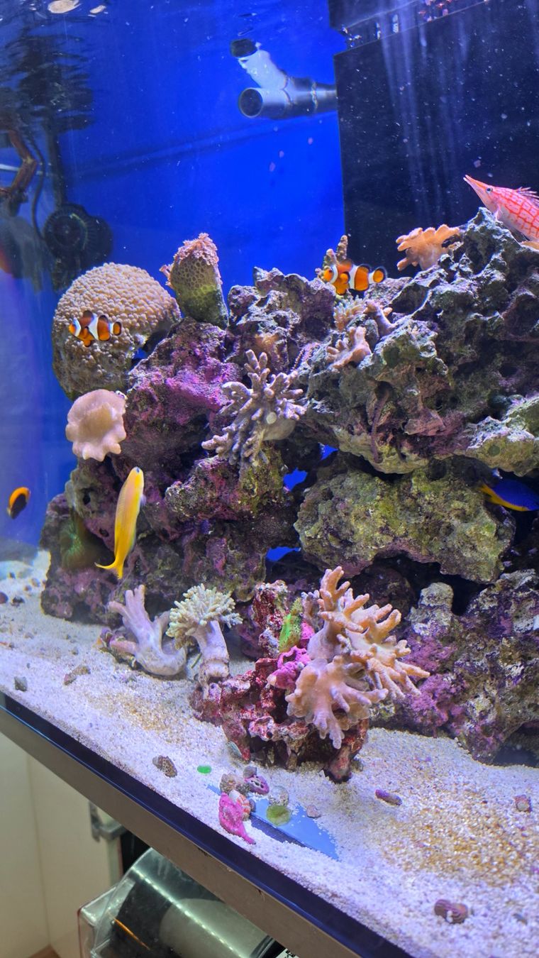 Aquarium: Theiling Experience Meerwasseraquarium 430 l – Gebraucht aus Wetzikon ZH von VipFashion 2