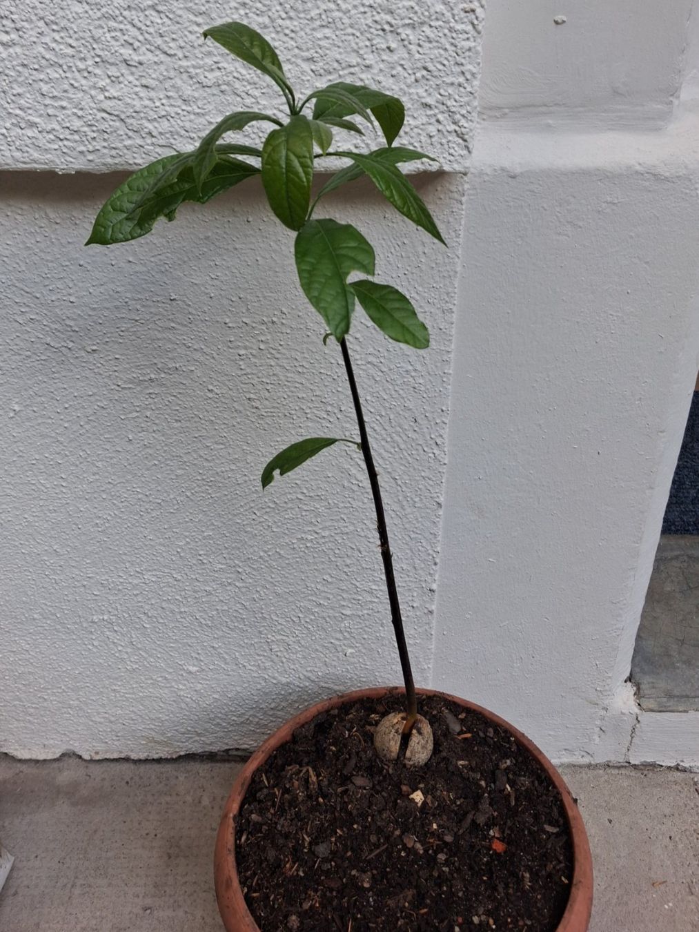 Plantes & graines: Avocadopflanze – D'occasion à Basel par Matthias2020