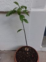 Avocadopflanze