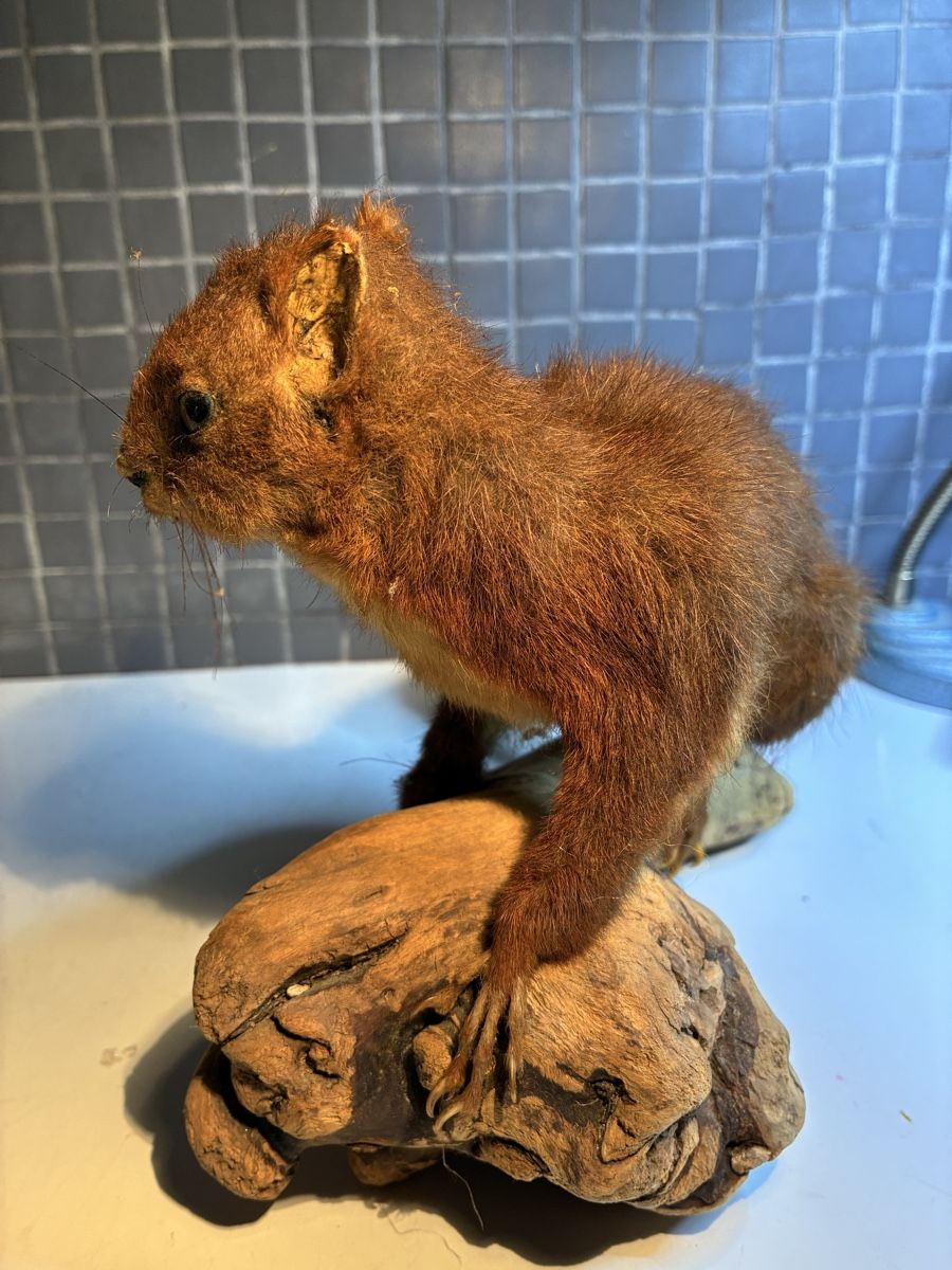 Il mondo degli animali: Écureuil naturalisé vintage - Eichhörnchen gestopft – Usato da La Neuveville venduto da Canelle4 3