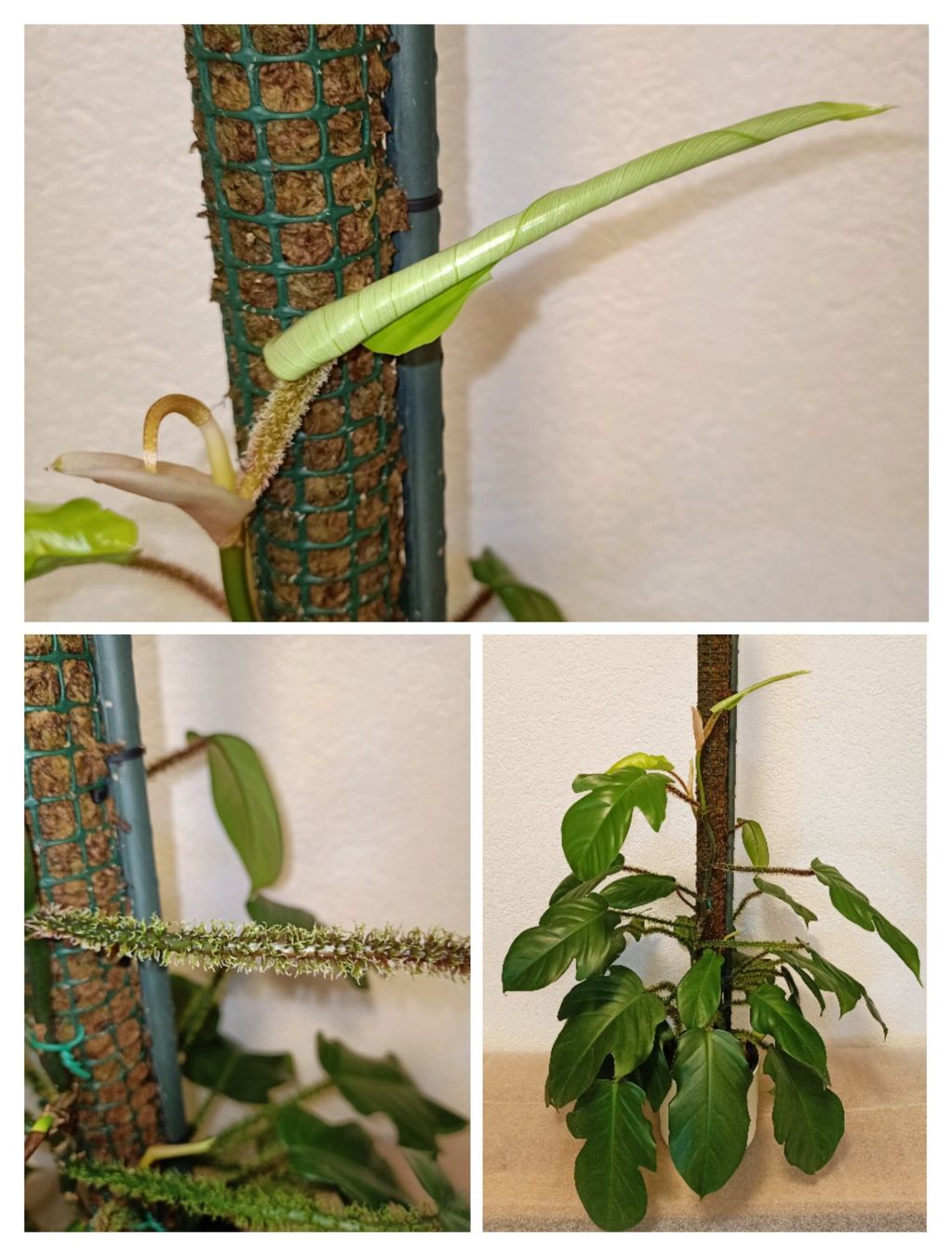 Piante & sementi: Philodendron Squamiferum – Nuovo (secondo la descrizione) da schöftland venduto da UniquePlants
