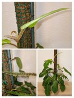 Philodendron Squamiferum