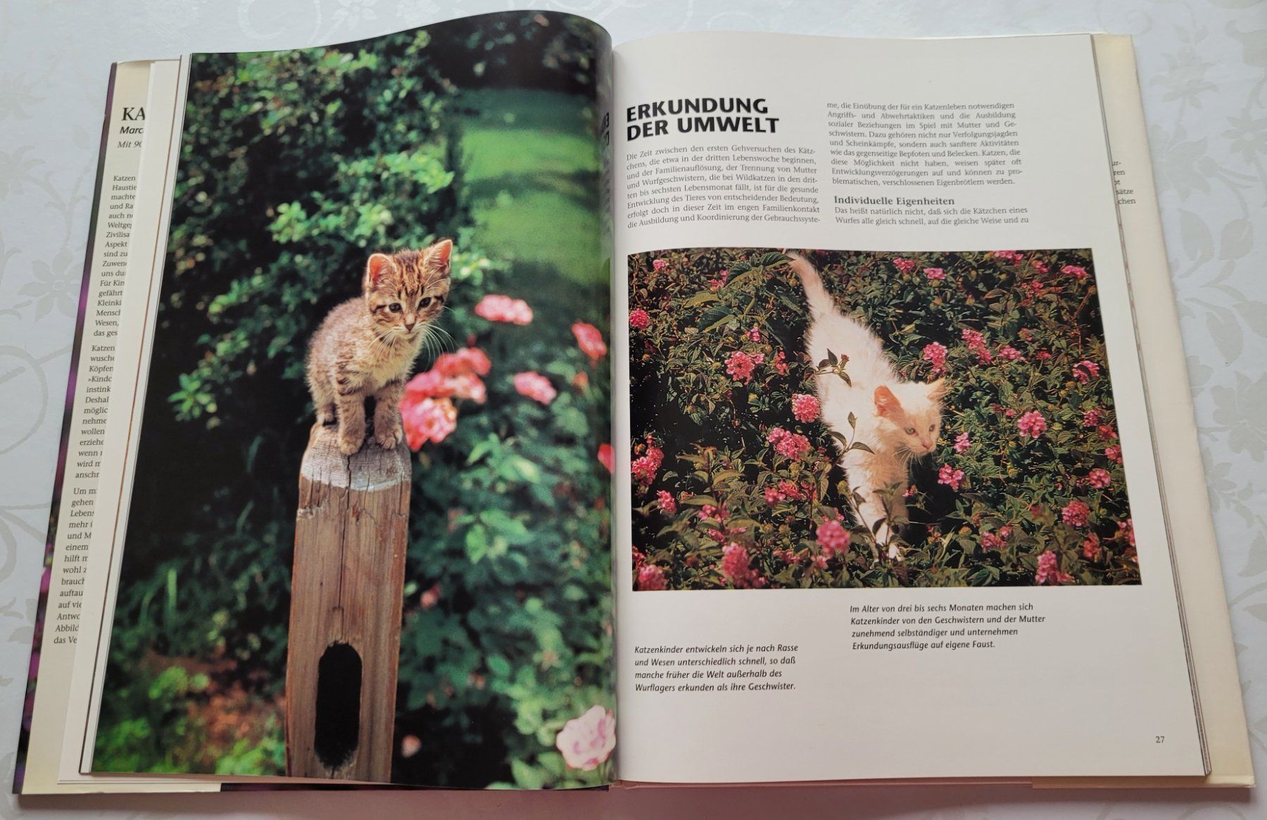 Bücher: Marcus Schneck - Katzenkinder – Gebraucht aus Zürich von fourpaws 6