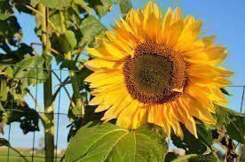 Piante & sementi: Sonnenblumen, 30 Samen – Nuovo (secondo la descrizione) da Eschen venduto da Saemereien24 2