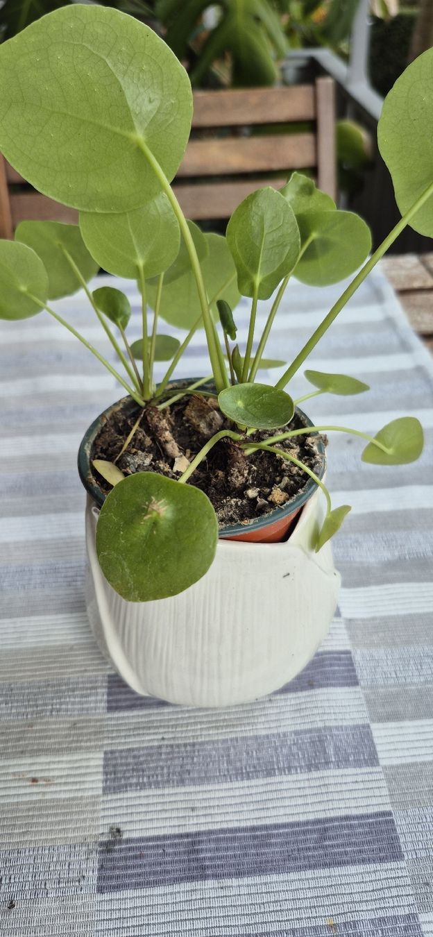 Piante & sementi: Pianta Pilea peperomioides in vaso bianco  – Usato da Oberengstringen venduto da jessica2023 1