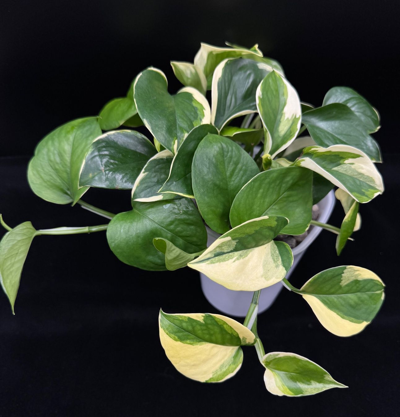 Piante & sementi: Epipremnum aureum 'Manjula Poonsin' – Nuovo (secondo la descrizione) da Bühler venduto da googelibear 2