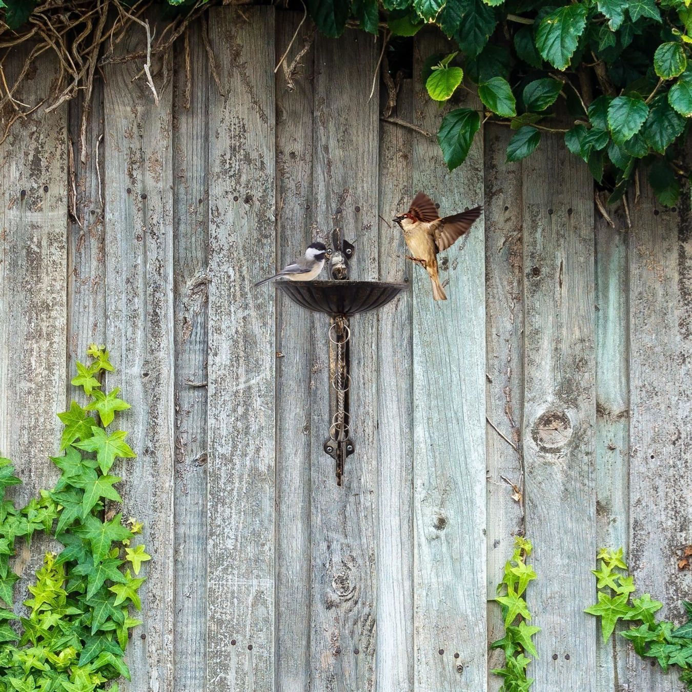 Teiche & Zierbrunnen: Vogeltränke Gusseisen WELCOME gold-braun – Neu und originalverpackt aus Gerlafingen von Tsuru 3