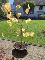 Verschiedene und seltene Bäume/ Bonsai