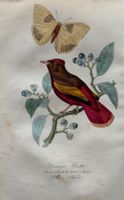 handkolorierter Stahlstich 1843 - Vogel, Schmetterling