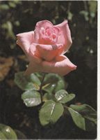 Blumenkarte