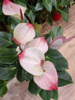 XL Zimmerpflanze" Anthurium " Rosarot, 70-80 cm, blühende