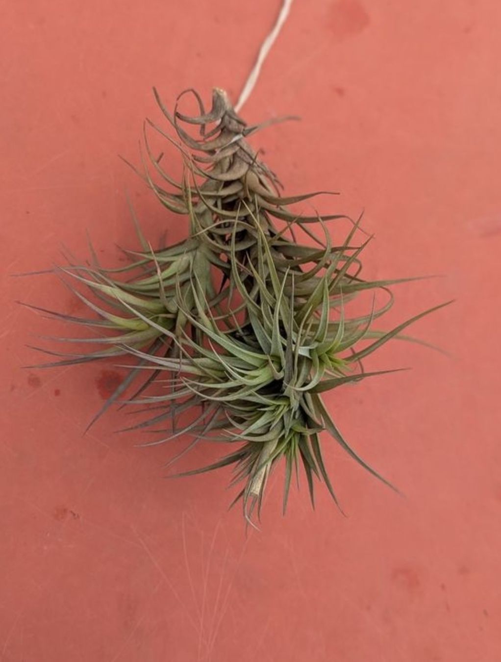 Pflanzen & Samen: Tillandsia bergerii  – Gebraucht aus Comano von che_8lc2 4
