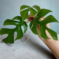 Monstera minima Kopfsteckling💚(stark bewurzelt)