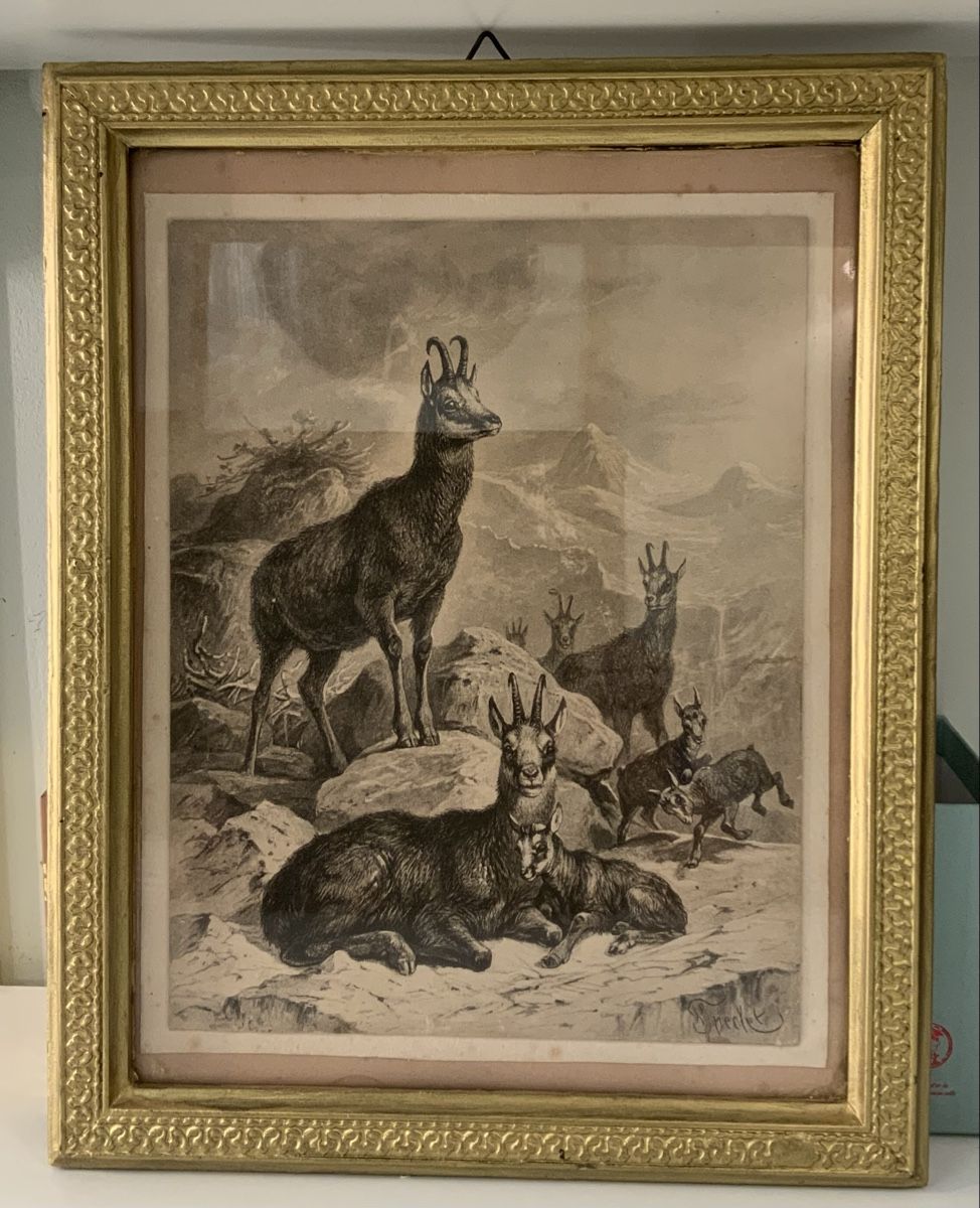 Gemälde: Tableau avec chamois signé Frédéric Specht – Gebraucht aus rolle von Tontonjulot 1