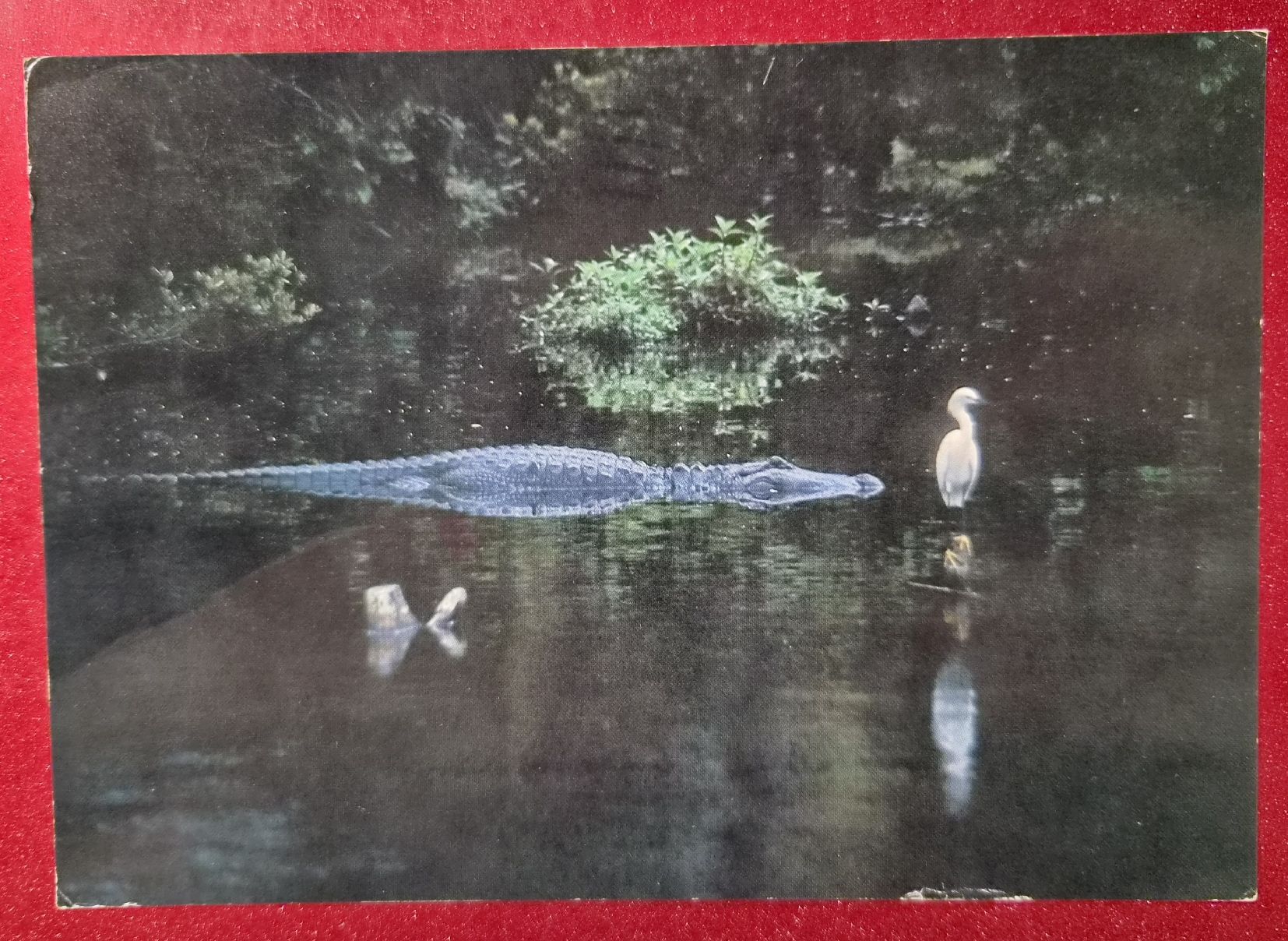 Ansichtskarten: American Alligator St. Augustine Florida 1989 – Gebraucht aus Melchnau von Fishel