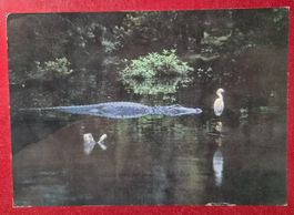 American Alligator St. Augustine Florida 1989