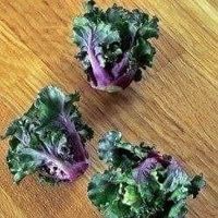 chou flower sprout TARDIF ! RARE ! 10g