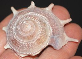 Deko Meer 103 – Guildfordia Yoka Muschel – ca. 4x5 cm
