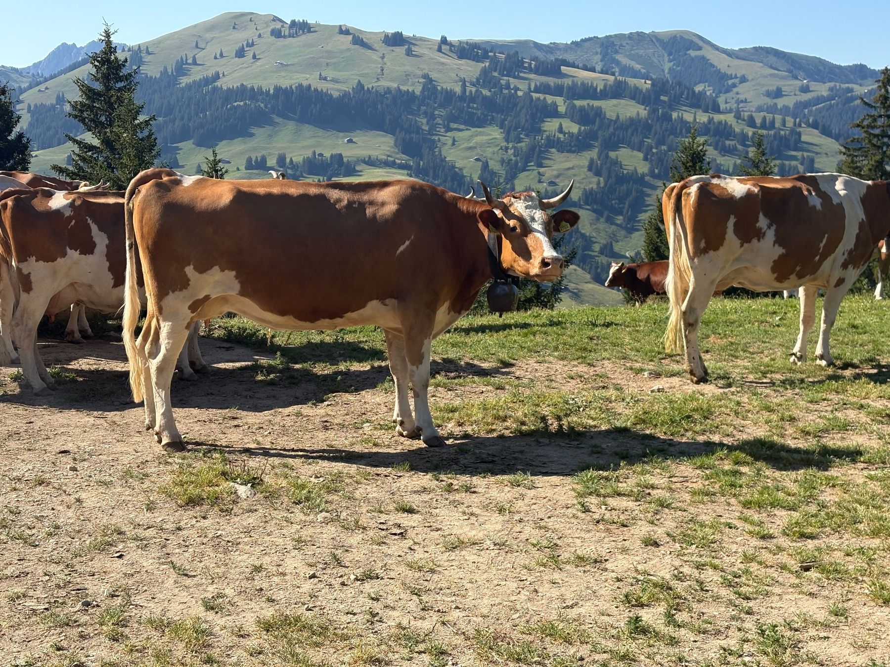 Cibi & Specialità: Alpkäse Mutschli – Usato da Gelterkinden venduto da Aischas 5