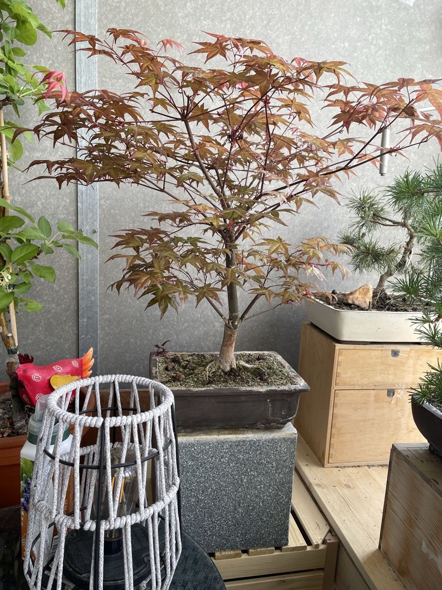 Piante & sementi: Ahorn Bonsai – Usato da Thun venduto da Pesche555 3