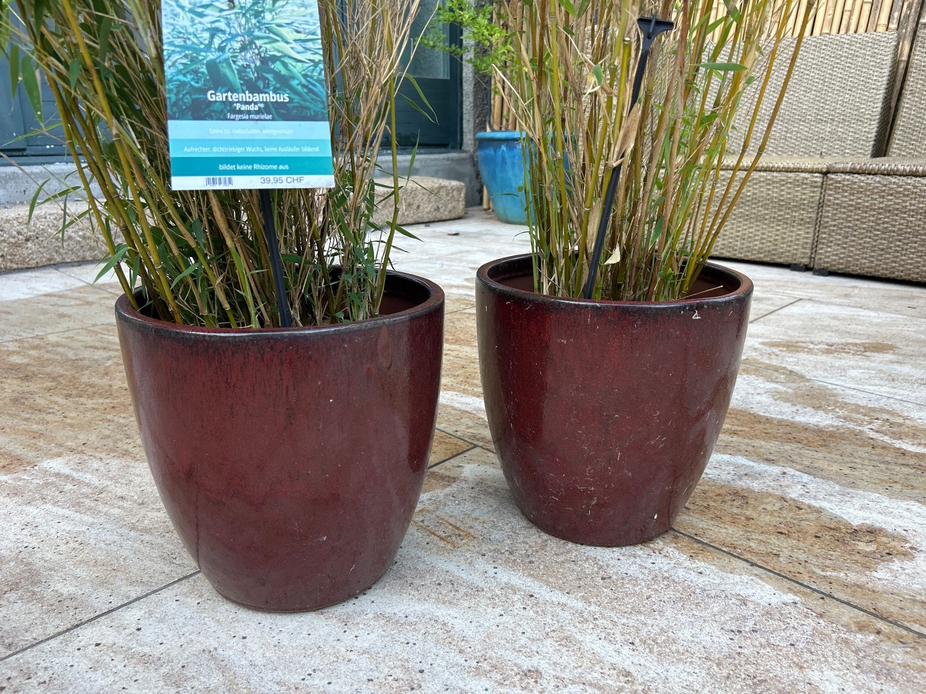 Plantes & graines: 2x Bambus mit Topf – D'occasion à Basel par marcvo 1