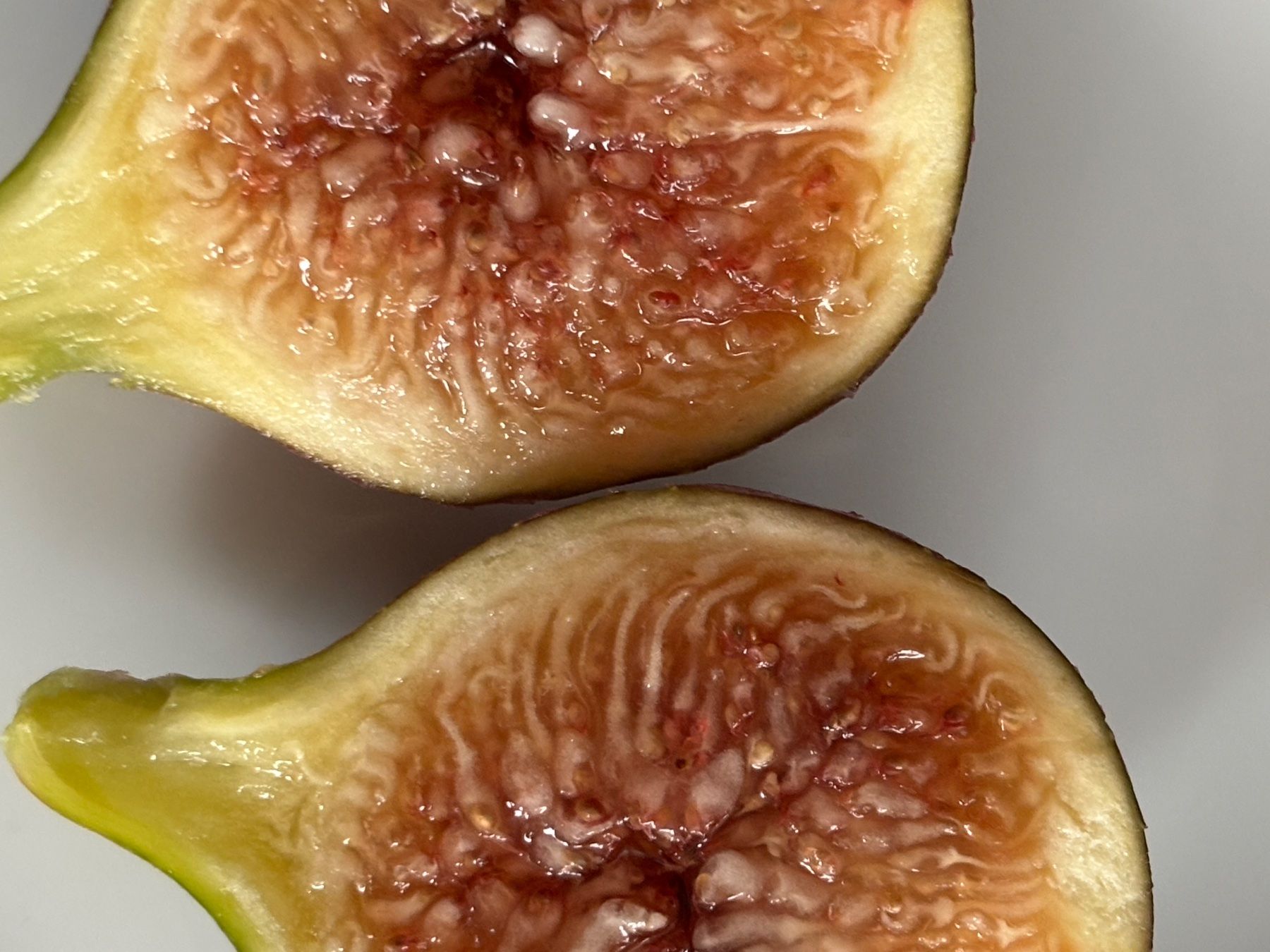 Piante & sementi: Feigenbaum – Usato da Meilen venduto da marlis_400 2