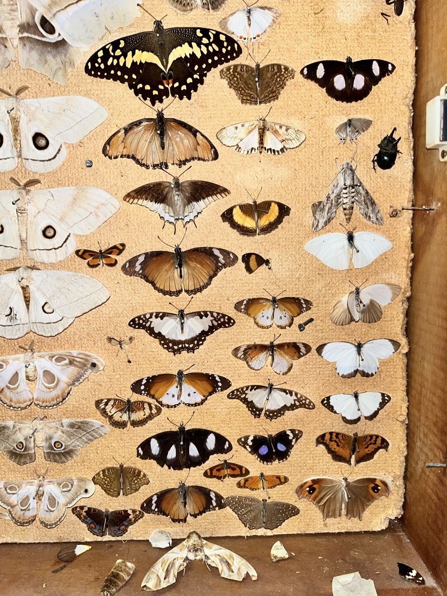 Monde des animaux: Schmetterlinge in Schaukasten – D'occasion à Biel/Bienne par bonx_2504 5