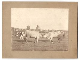Fotografie Katzwang, zwei kämpfende Sti