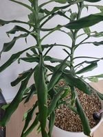  Wunderschöne grosse Drachenbäume zu verkaufen 