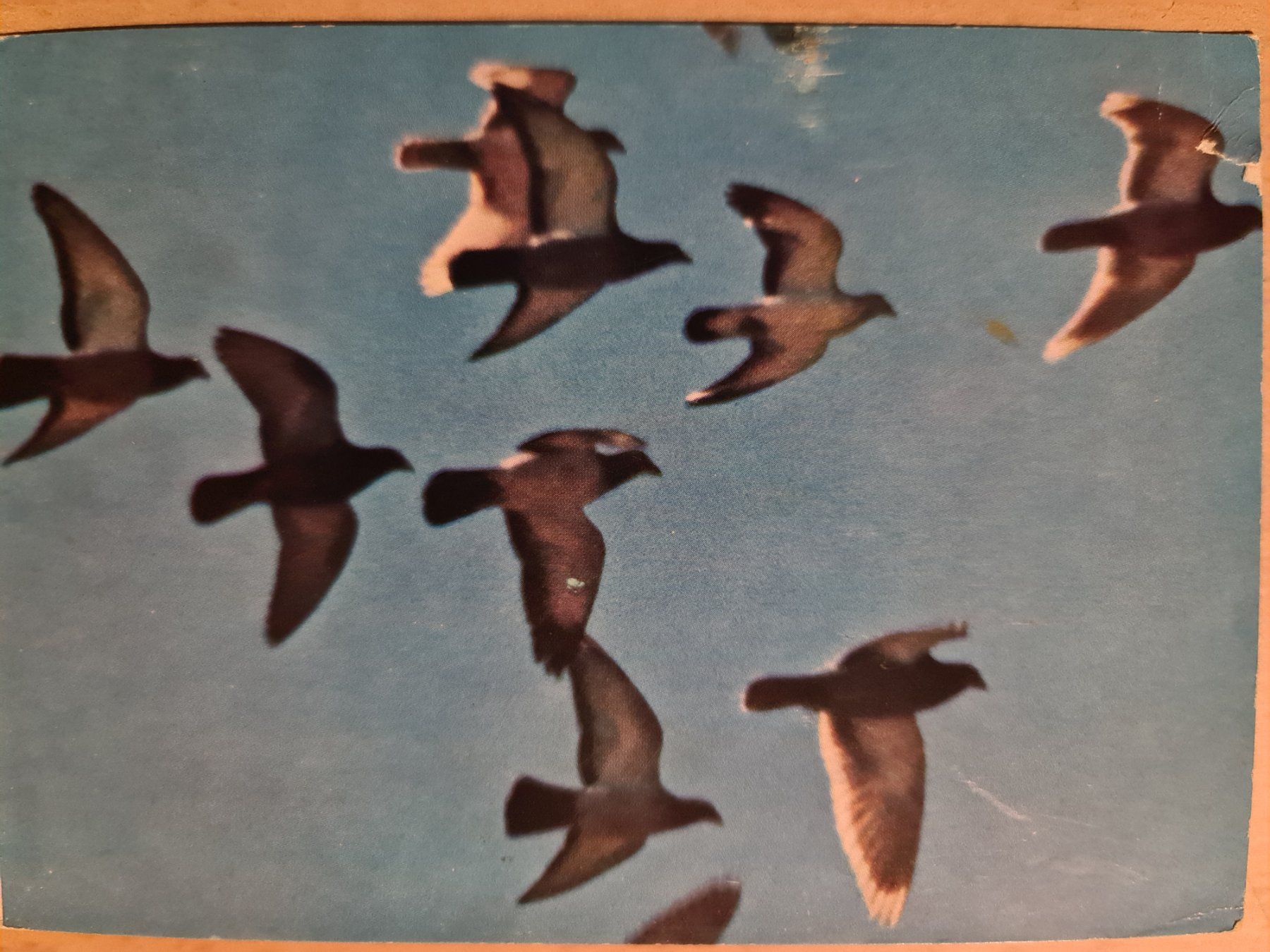 Cartoline postali: Ansichtskarte Vogelschwarm Expo Lausanne 1964 – Usato da Dintikon venduto da Vexi