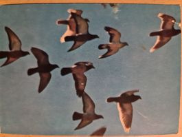 Ansichtskarte Vogelschwarm Expo Lausanne 1964