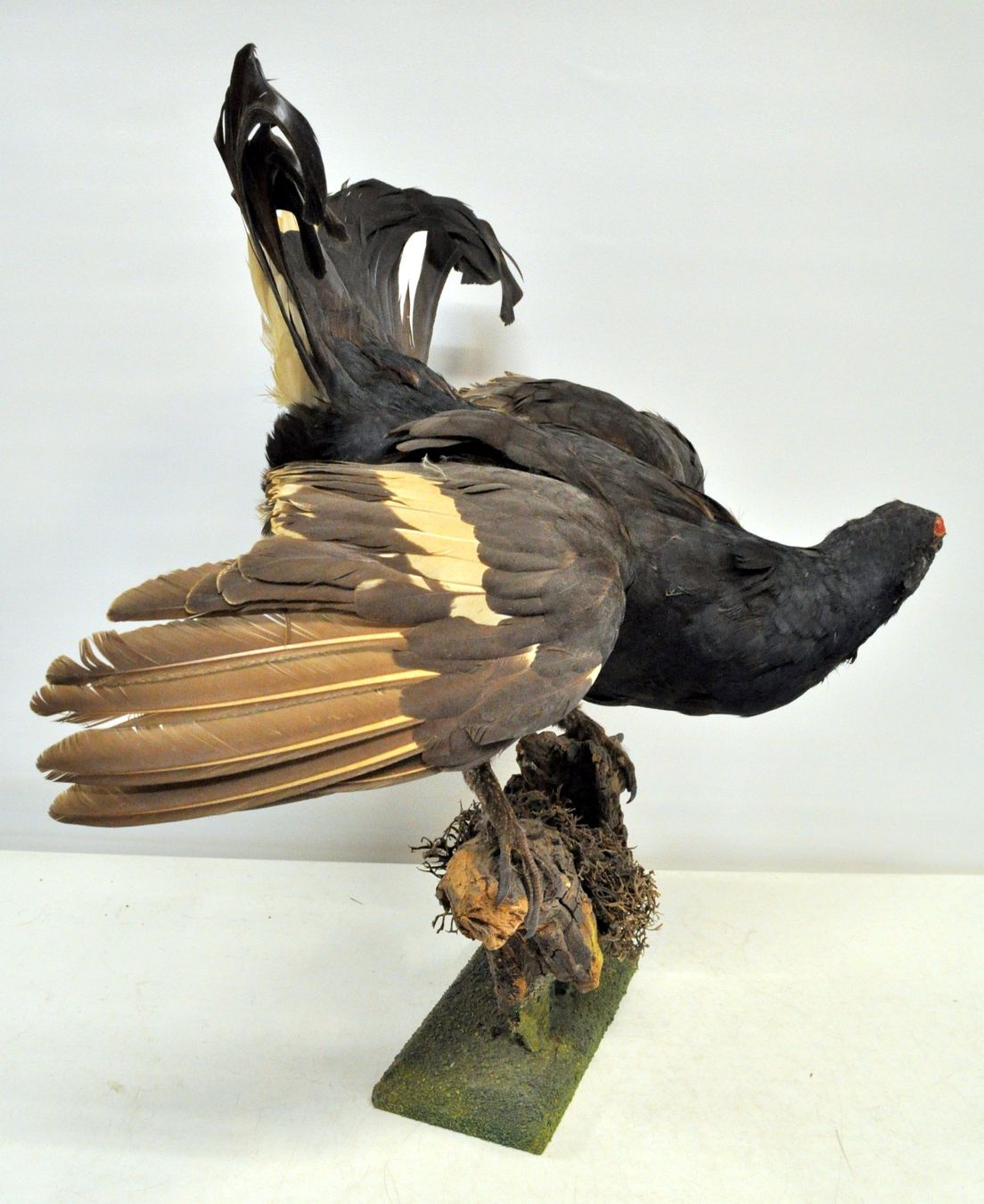 Il mondo degli animali: Tétras lyre naturalisé – Usato da Neuchâtel venduto da Neuchatel 1