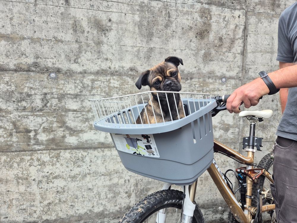 Perfect Original Photos about  Elegantes Fahrradkorb Fr Den Hund Fotos  as Your HD Pictures