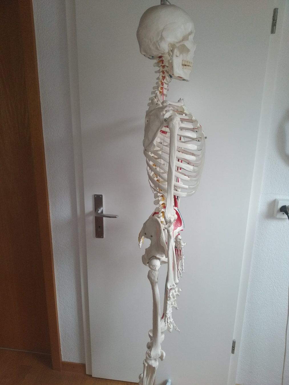 Medizinische Geräte: Squelette Oscar pour anatomie. – Gebraucht aus Nyon von  5