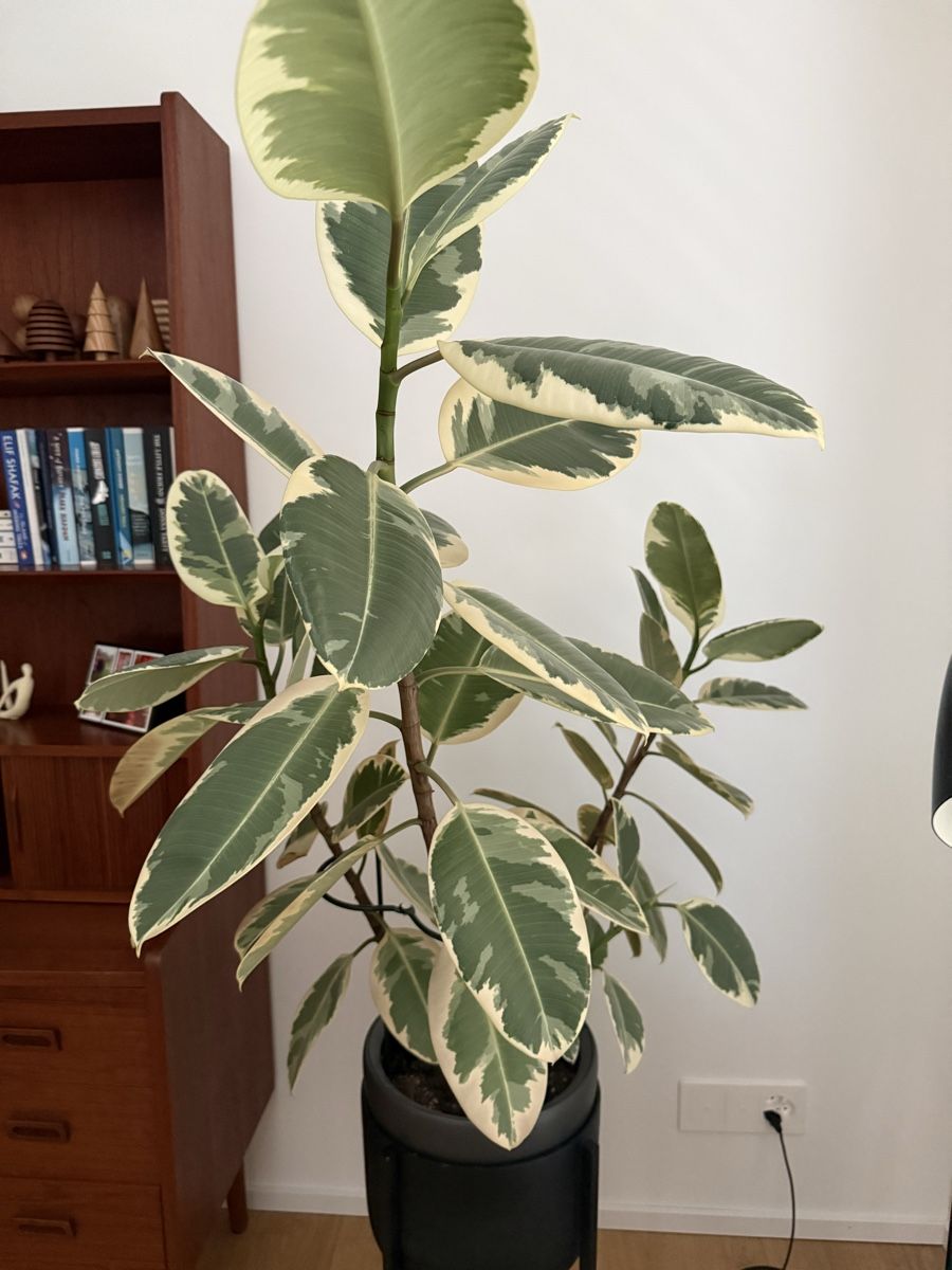 Piante & sementi: Ficus Elastica Tineke Variegated 120cm – Nuovo (secondo la descrizione) da Kilchberg ZH venduto da deedee3