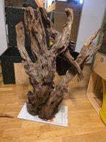 Riesiger Stamm für Terrarium 