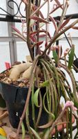 Monadenium montanum var. rubellum