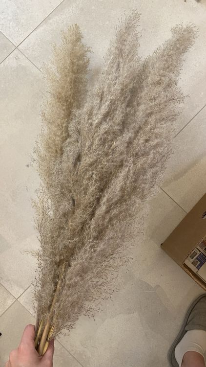 Pampas Gras Kaufen auf Ricardo