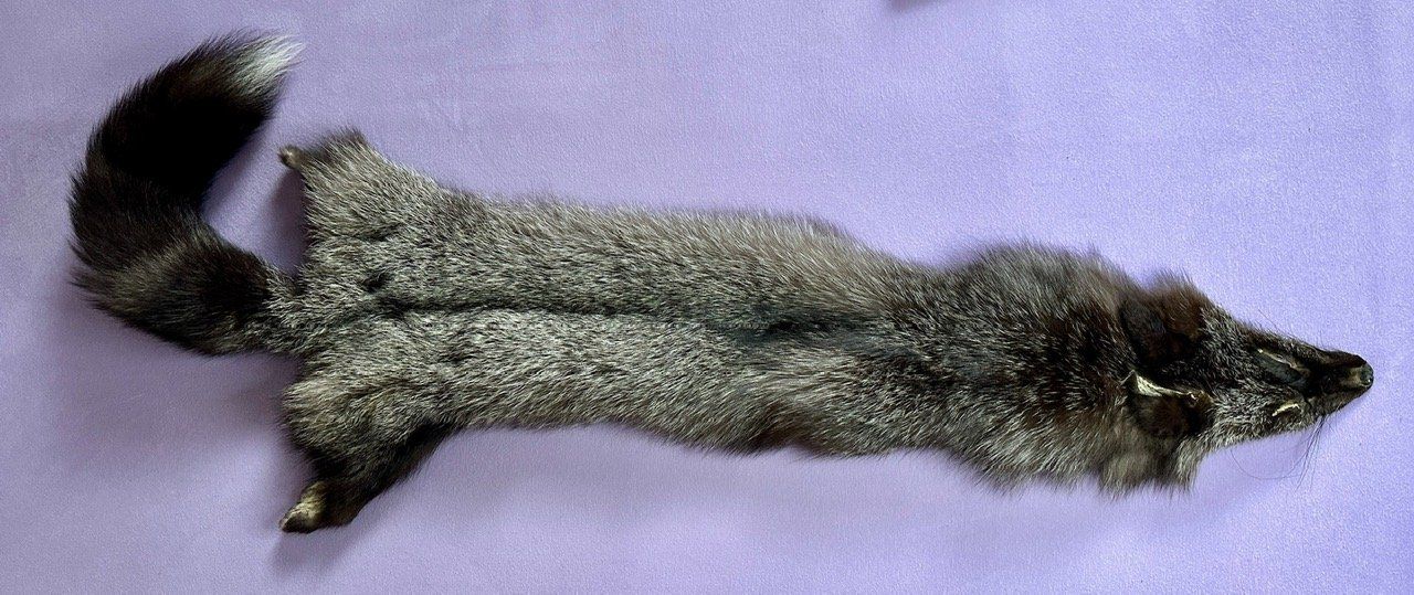 Il mondo degli animali: Echtes Silber Fuchs Fell - Neu – Nuovo (secondo la descrizione) da Thun venduto da Abalona3600 2
