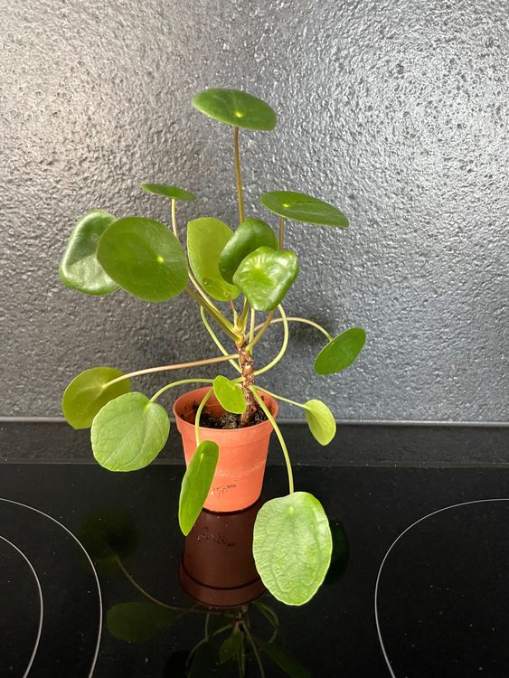 gewrztagetes saatgut BIO Gewrztagetes Samen